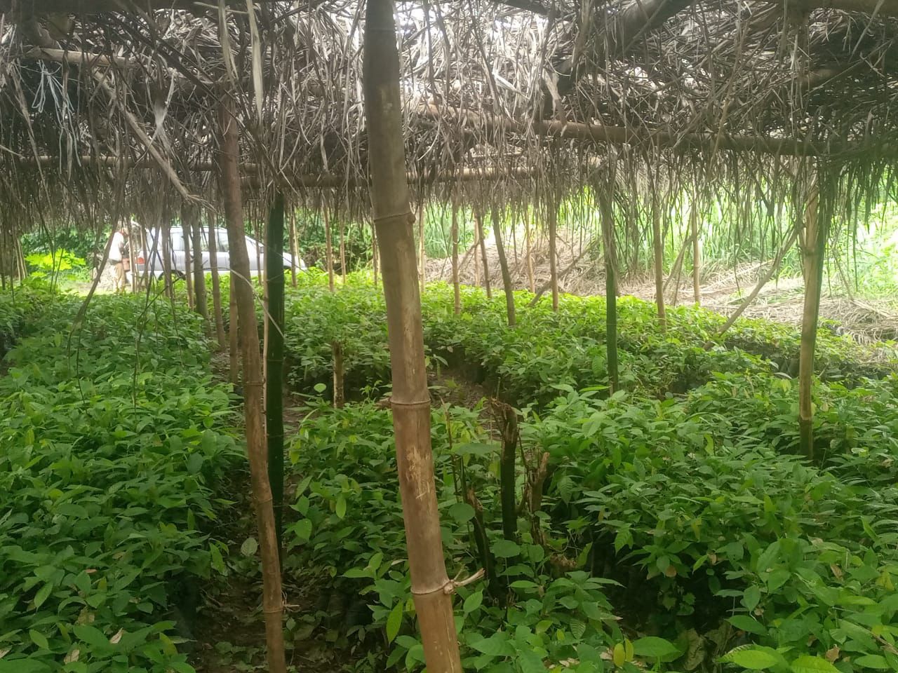 Cocoa Seedling 1