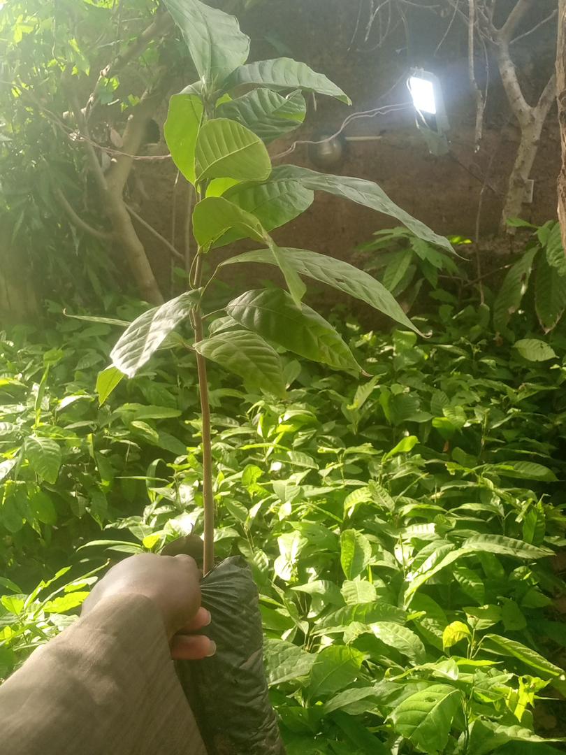 Cocoa Seedling 6